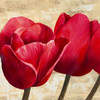 Red Tulips Poster Print by Cynthia Ann - Item # VARPDX1AN1219