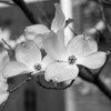 Dogwood Blossoms II BW Sq Poster Print by Erin Berzel - Item # VARPDXPSBZL575 Dogwood Blossoms II BW Sq Poster Print by Erin Berzel - Item # VARPDXPSBZL575