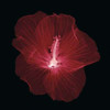 Hibiscus Poster Print by Jim Wehtje - Item # VARPDX6654