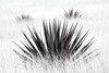 Agave BW I Poster Print by Douglas Taylor - Item # VARPDXPSTLR128
