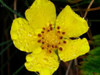 Flower After Rain III Poster Print by Jim Christensen - Item # VARPDXPSCRS185