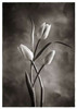 TwoTone Tulips VII Poster Print by Debra Van Swearingen - Item # VARPDX19439