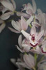 Dark Orchid II Poster Print by Elizabeth Urquhart - Item # VARPDX23792