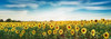 Sunflower field, Plateau Valensole, Provence, France Poster Print by  Frank Krahmer - Item # VARPDX4FK3111