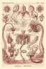 Haeckel Nature Illustrations: Tubularida - Tubularians - Rose Tint Poster Print by  Ernst Haeckel - Item # VARPDX449759