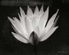 Glowing Lotus I Poster Print by Vitaly Geyman - Item # VARPDXPSVIT208