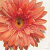 Vivid Daisy Poster Print by Danhui Nai - Item # VARPDX2585