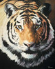 Tiger Poster Print by  Vivien Rhyan - Item # VARPDX9717