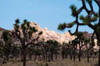Hidden Valley II Poster Print by Erin Berzel - Item # VARPDXPSBZL348