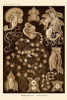 Haeckel Nature Illustrations: Siphoneae Hydrozoa - Sepia Tint Poster Print by  Ernst Haeckel - Item # VARPDX449741