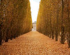 Versailles in Fall II Poster Print by  Emily Navas - Item # VARPDX8714C