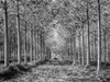 Pathway through trees in forest Poster Print by  Assaf Frank
