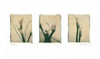 Lilies Poster Print by Amy Melious - Item # VARPDXMEL022