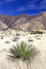 Desert Grasslands I Poster Print by Douglas Taylor - Item # VARPDXPSTLR390