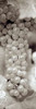 Grapes Pano - 12 Poster Print by Alan Blaustein - Item # VARPDXABGR15
