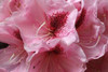 Pink Rhododendron II Poster Print by Rita Crane - Item # VARPDXPSCRN341