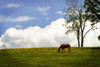 Horses in the Clouds II Poster Print by Alan Hausenflock - Item # VARPDXPSHSF1374