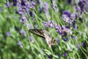 Lavender and Butterfly I Poster Print by Dana Styber - Item # VARPDXPSSTY221