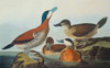 Ruddy Duck Poster Print by  John James Audubon - Item # VARPDX199090