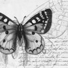 Butterfly Studies I Poster Print by Patricia Pinto - Item # VARPDX6229C