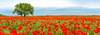 Tree in a poppy field Poster Print by Anonymous - Item # VARPDX4AP3317