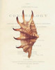 Shell, Strombus Lambis Poster Print by  Samuel Brookes - Item # VARPDXSB13