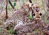 http://c328301.r1.cf1.rackcdn.com/PDXPSUND125LARGE.jpg
