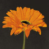 Midnight Gerbera II Poster Print by Robert Lacie - Item # VARPDXLRP115