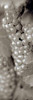 Grapes Pano - 11 Poster Print by Alan Blaustein - Item # VARPDXABGR7