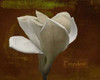 Zen Tulip Freedom Poster Print by Vitaly Geyman - Item # VARPDXPSVIT103