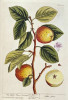 Apple Tree Poster Print by  Elizabeth Blackwell - Item # VARPDX265943