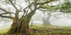 Laurel forest in fog, Madeira, Portugal Poster Print by  Frank Krahmer - Item # VARPDX2FK3177