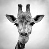 Giraffe Poster Print by  PhotoINC Studio - Item # VARPDXP920D