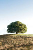 Oak Tree - 77 Poster Print by Alan Blaustein - Item # VARPDXABSFH131A