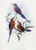 Crimson and Brown Kingfisher Poster Print by  John Glover - Item # VARPDX277754