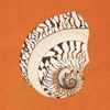 Cayman Quartet B Poster Print by Judy Shelby