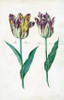 Tullips Poster Print by  Dirck De Bray - Item # VARPDXDDB03