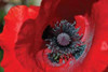 Red Poppy II Poster Print by Brian Moore - Item # VARPDXPSMRE119