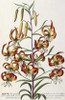 Lilium - Plantae Selectae Poster Print by  George Dionysius Ehret - Item # VARPDX267957