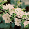 Apple Blossoms I Crop Poster Print by Elizabeth Urquhart - Item # VARPDX23799
