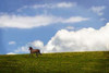 Horses in the Clouds I Poster Print by Alan Hausenflock - Item # VARPDXPSHSF1373