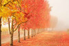 Fall Trees in the Mist Poster Print by Abhi Ganju - Item # VARPDXG704D