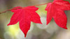 Festive Maple II Poster Print by Rita Crane - Item # VARPDXPSCRN309