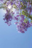 Jacaranda Tree I Poster Print by Kathy Mahan - Item # VARPDXPSMHN207