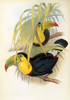 Short Billed Toucan Poster Print by  John Glover - Item # VARPDX282143
