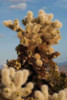 Cholla Cactus II Poster Print by Erin Berzel - Item # VARPDXPSBZL378