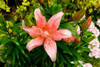 Pink Lily Poster Print by George Johnson - Item # VARPDXPSJSN160