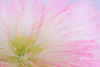Mimosa Tree Blossom II Poster Print by Kathy Mahan - Item # VARPDXPSMHN575