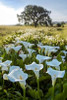 Oak Tree - 97 Poster Print by Alan Blaustein