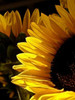 Sunlit Sunflowers I Poster Print by Monika Burkhart - Item # VARPDXPSBHT100